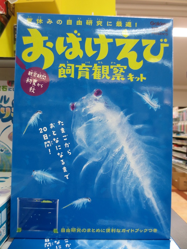 おばけえび 飼育観察キット 1958年創業 鹿児島で文具と雑貨を販売 文具のしんぷく